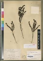 Isotype of Anthospermum madagascariense Puff [family RUBIACEAE]
