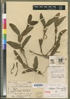 Holotype of Bulbophyllum protectum H.Perrier [family ORCHIDACEAE]