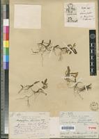 Holotype of Bulbophyllum abbreviatum Schltr. [family ORCHIDACEAE]