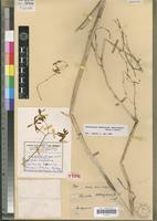 Holotype of Lissochilus hebdingianus Guillaumin [family ORCHIDACEAE]