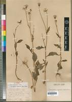 Holotype of Senecio diversifolius A.Rich. [family ASTERACEAE]