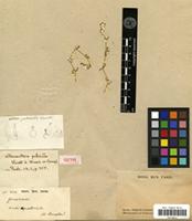 Isotype of Alternanthera pulchella Kunth [family AMARANTHACEAE]