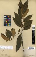 Isotype of Freziera roraimensis Tul. [family PENTAPHYLACACEAE]