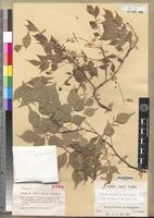 Holotype of Millettia capuronii Du Puy & Labat [family FABACEAE-PAPILIONOIDEAE]