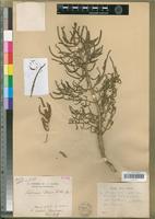 Type of Salicornia perrieri A.Chev. [family CHENOPODIACEAE]