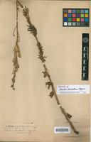 Isotype of Aconitum karakolicum Rapaics [family RANUNCULACEAE]