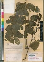 Isotype of Polyscias felicis Bernardi [family ARALIACEAE]