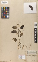 Holotype of Loranthus interruptus Kunth [family LORANTHACEAE]