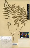 Syntype of Asplenium yokoscence Fr. et Sav. [family PTERIDOPHYTA]