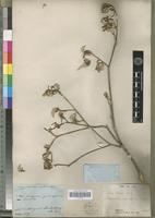 Syntype of Croton bernieri Baill. [family EUPHORBIACEAE]