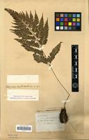 Type of Athyrium imbricatum H.Christ [family PTERIDOPHYTA]