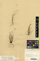 Isotype of Carex trichodes Boeck. [family CYPERACEAE]