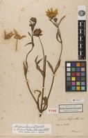 Holotype of Bidens helianthoides Kunth [family ASTERACEAE]