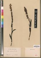 Isolectotype of Disa concinna N.E. Br. [family ORCHIDACEAE]