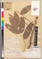 Type of Deinbollia borbonica Scheffer fa. arenicola Capuron [family SAPINDACEAE]