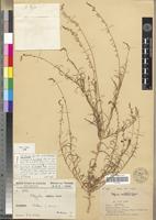 Type of Polygala murati Jacques-Félix [family POLYGALACEAE]
