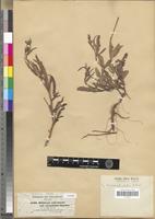 Type of Hibiscus articulatus A.Rich. var. stenolobus Hochst. [family MALVACEAE]