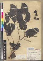 Type of Guibourtia pellegriniana Léonard [family FABACEAE-CAESALPINIOIDEAE]