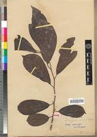 Type? of Diospyros senensis Klotzsch [family EBENACEAE]
