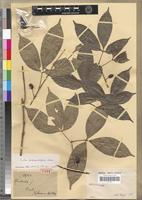 Type of Teclea carpopunctifera A.Chev. [family RUTACEAE]