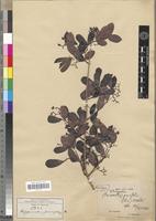 Isotype of Hippocratea parvifolia Oliv. [family CELASTRACEAE]