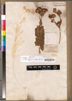 Isotype of Veslingia scabra Vis. [family ASTERACEAE]