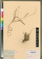 Syntype of Ehrharta paniciformis Nees var. gracilis Nees [family POACEAE]