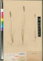 Type of Aira pictigluma Steud. [family POACEAE]