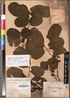 Type of Morus mesozygia Stapf [family MORACEAE]