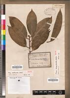 Isotype of Ficus ardisioides Warb. [family MORACEAE]