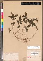 Syntype of Pouzolzia flaccida A.Rich. [family URTICACEAE]