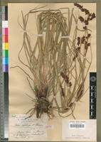 Isotype of Carex scabripes Cherm. [family CYPERACEAE]