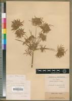 Syntype of Cyperus volodia Cherm. [family CYPERACEAE]