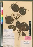 Holotype of Begonia mbangaensis Sosef [family BEGONIACEAE]