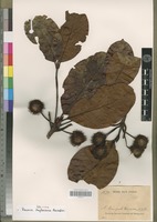 Isotype of Breonia tayloriana Razafim. [family RUBIACEAE]