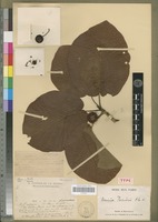 Lectotype of Breonia perrieri Homolle [family RUBIACEAE]
