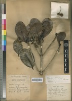Lectotype of Breonia keliravina Homolle [family RUBIACEAE]