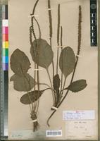 Syntype of Plantago sinuata Lam. [family PLANTAGINACEAE]