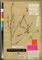 Holotype of Parabouchetia brasiliensis Baill. [family SOLANACEAE]