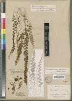 Lectotype of Hymenophyllum pendulum Bory [family PTERIDOPHYTA]