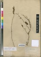 Isotype of Capparis tomentosa Lam. [family CAPPARACEAE]