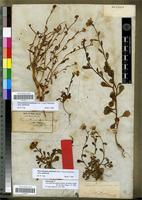 Isolectotype of Leucanthemum glabrum Boiss. & Reuter, Pugill [family ASTERACEAE]