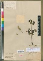 Isosyntype of Cyathula cylindrica Moq. [family AMARANTHACEAE]