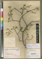Type of Acalypha humbertii Leandri [family EUPHORBIACEAE]