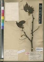 Isotype of Detarium letestui Pellegr. [family FABACEAE-CAESALPINIOIDEAE]