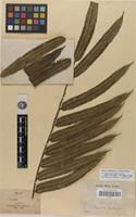 Lectotype of Ptisana smithii (Mett. ex Kuhn) Murdock [family PTERIDOPHYTA]