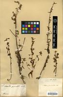 Type of Swertia paniculata Wall. [family GENTIANACEAE]