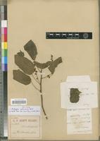 Syntype of Acalypha vulneraria Baill. [family EUPHORBIACEAE]