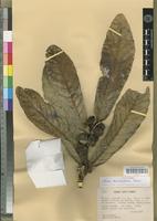 Isotype of Ficus microtophora Corner [family MORACEAE]