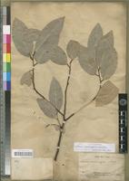 Type of Ficus racemigera Bureau [family MORACEAE]